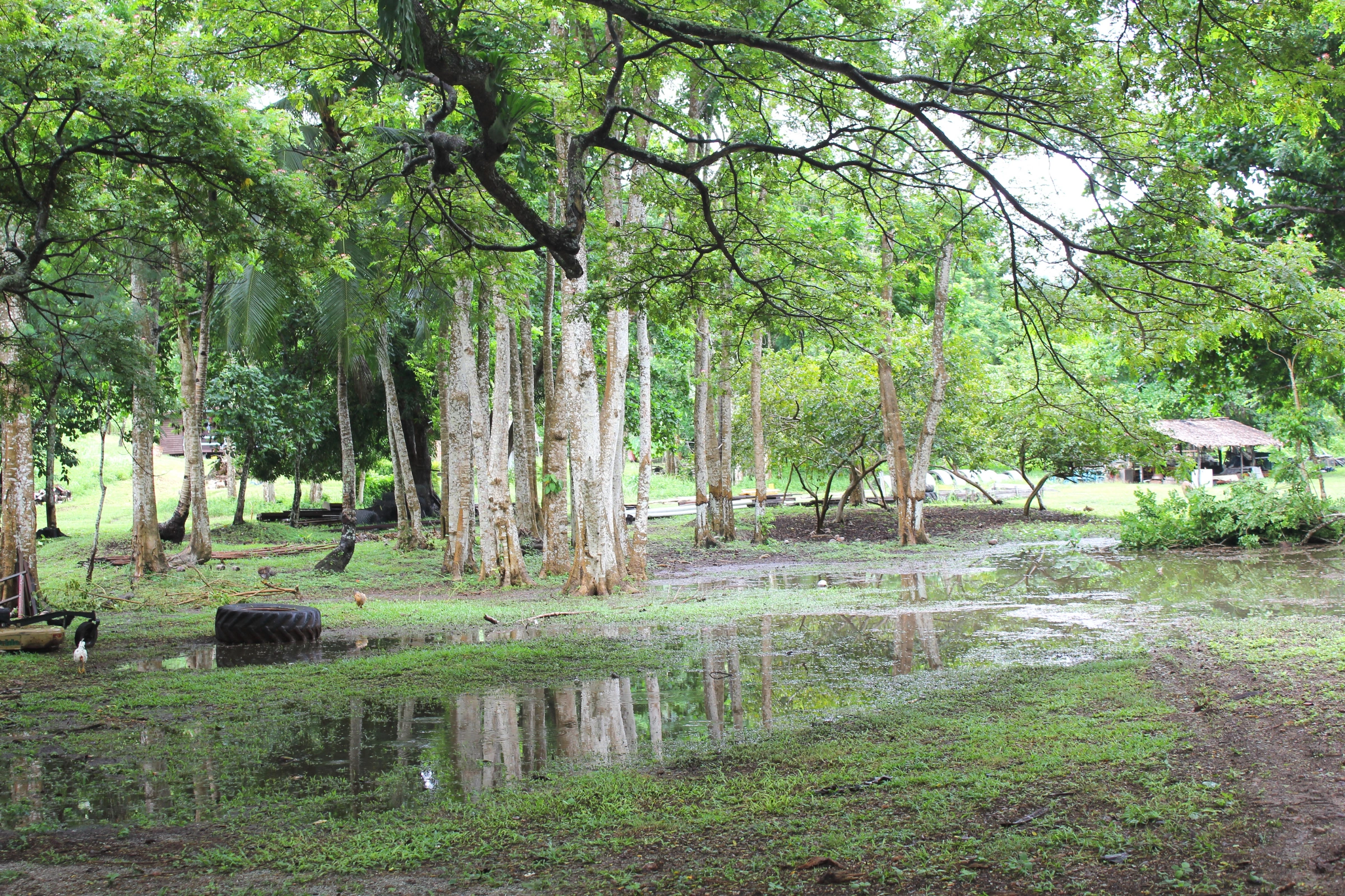 Doini_Island[1].webp
